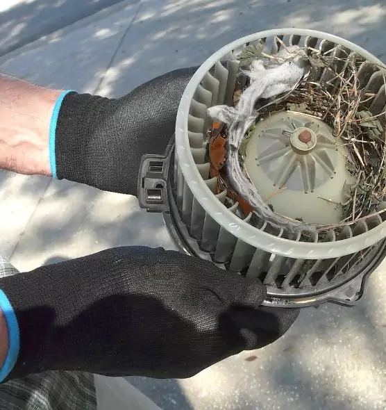 About Air Duct Mice Removal in East Lake-Orient Park, FL